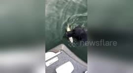 Newsflare Edit - Angler dog holds fish gently in his mouth while swimming