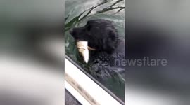 Angler dog holds fish gently in his mouth while swimming