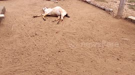 Sleeping goat