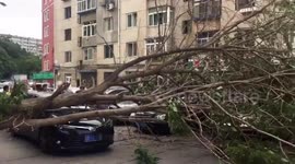 Driver cheats death after tree falls onto moving car