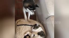 Nova the puppy is super-determined to play with Helmet the cat