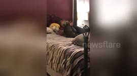Newsflare Edit - These dogs love a good bedtime story with their loving owner every night