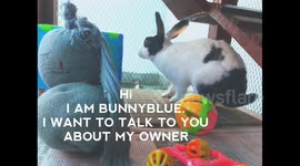 Rabbit welfare campaign