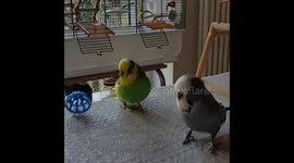 Frankie & Archie play football