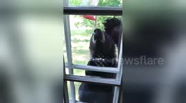 ‘Look at those claws’: Bear raids bird feeder, scares cat outside Wisconsin home