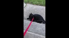 Cat is a bird whisperer