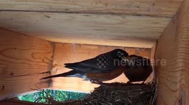 Robin Feeds Baby