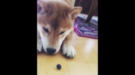 A ball for ANTS?!