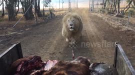 Greedy lion chases after a meat truck
