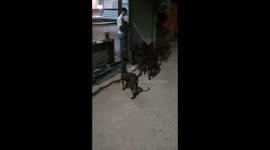 Man feeding dogs in Night time at Dhaka, Bangladesh
