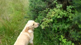 Fruit-picking dog: Talented pooch grabs ripe berries straight off the bush