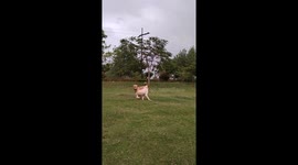 Brotherhood of dogs