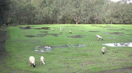 A flock of Dorper sheep and lambs grazing in a soggy field