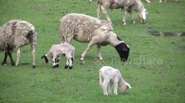 Dorper lambs together – one nibbling a stick
