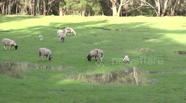A Dorper sheep flock with newborn lambs in a wet field