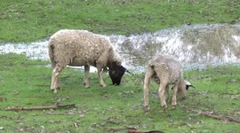 A Dorper ewe grazing with her big lamb