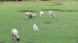 Dorper ewes grazing with their cute lambs – one has got spots!