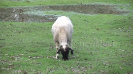 A Dorper ewe grazing – enjoying the fresh, green grass
