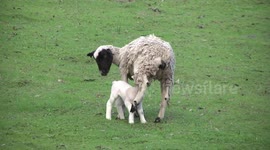 Ouch! Go easy! A Dorper ewe being butted by her suckling lamb