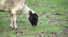 A Dorper ewe grazing - head detail