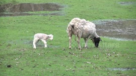A Dorper ewe grazing with her cute newborn lamb
