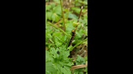 Cinnabar moth caterpillar eating ragwort