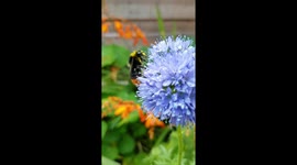 Pollinisation