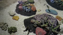 Tropical marine aquascape