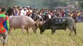 Battle of Black and White Buffalo So exciting spectacle of citizens