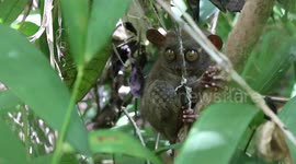 Cuteness alert! The tiny rare Tarsier