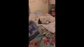Dog steals bag of treats