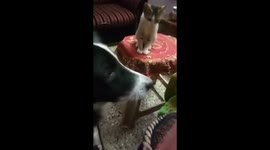 Little cat harrasing big dog #funny