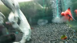 ugly fish