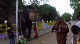 Dancing Elephant