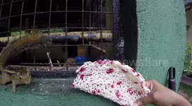 Squirrel Eating