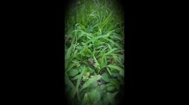 baby toad