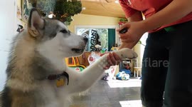 Alaskan Malamute Puppy Come Dancing A Star in the Making
