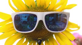 Sunflower wearing sunglasses and a bumble bee.