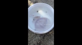 jellyfish caught in the bucket
