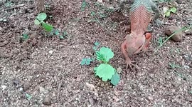 Female garden lizard