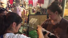 Tourists pay to cuddle piglets at Thai market