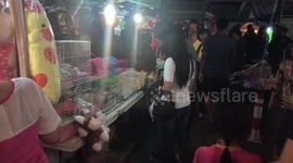 Baby squirrels for sale on market stall