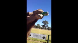 Bruce the camel sinks a cold can of beer