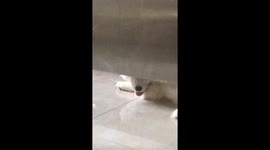 Dog finds ingenious spot to cool down after a hot day