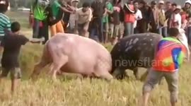 Buffalo lock horns in Indonesia