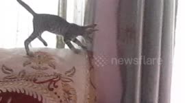 MY PETS ANNIE AND DORO