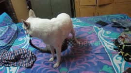 MY PETS ANNIE AND DORO
