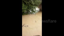Entire herd of Indian deer swept away by flood water