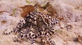 Rare 'Mimic Octopus' looks like a lionfish