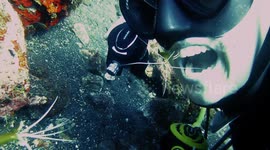 Free dental care: Divers let shrimps floss their teeth